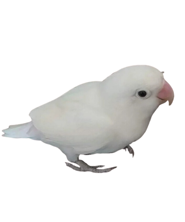 Black-Eyed-Albino-Lovebird