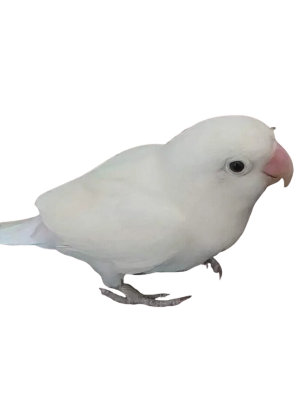 Black-Eyed-Albino-Lovebird