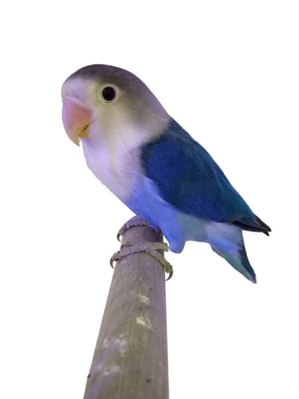 Blue-Fischer-Lovebird