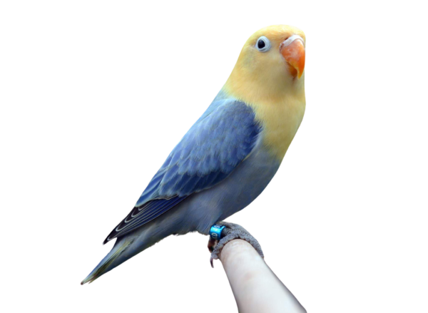 Opaline-Lovebird